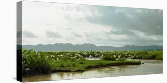 Birds taking flight along bank of Kaladan River, Rakhine State, Myanmar-null-Premier Image Canvas