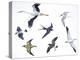 Birds: White Stork (Ciconiiformes-null-Premier Image Canvas