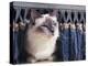 Birman Cat Amongst Tassles under Furniture-Adriano Bacchella-Premier Image Canvas