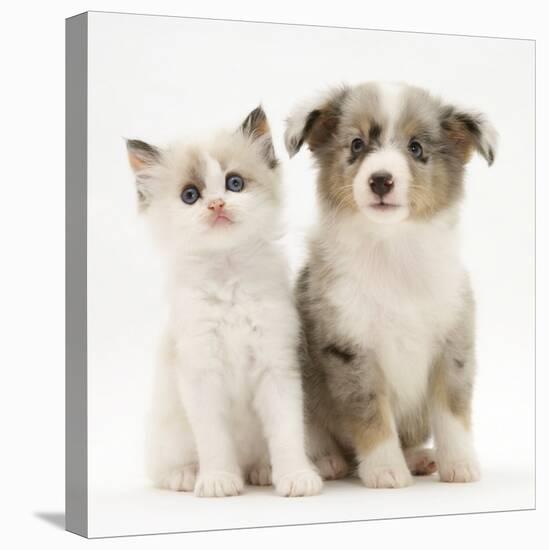 Birman-Cross Kitten Sitting with Blue Merle Shetland Sheepdog Pup-Jane Burton-Premier Image Canvas