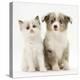 Birman-Cross Kitten Sitting with Blue Merle Shetland Sheepdog Pup-Jane Burton-Premier Image Canvas