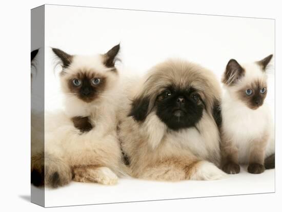 Birman-Cross Kittens with Pekingese Puppy-Jane Burton-Premier Image Canvas