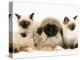 Birman-Cross Kittens with Pekingese Puppy-Jane Burton-Premier Image Canvas