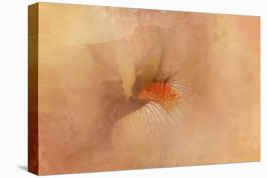 Birth of the Peach Iris-Jai Johnson-Premier Image Canvas