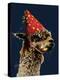 Birthday Alpaca on Midnight Blue, 2020, (Pen and Ink)-Mike Davis-Premier Image Canvas