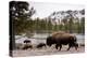 Bishon, Yellowstone National Park, Wyoming-Paul Souders-Premier Image Canvas