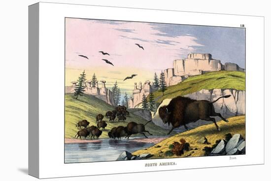 Bison, 1860-null-Premier Image Canvas
