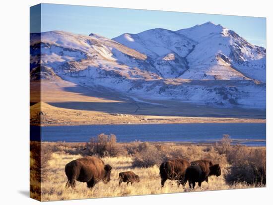 Bison above Great Salt Lake, Antelope Island State Park, Utah, USA-Scott T. Smith-Premier Image Canvas