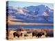 Bison above Great Salt Lake, Antelope Island State Park, Utah, USA-Scott T. Smith-Premier Image Canvas