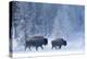 Bison and calf walking through snow, Yellowstone-Danny Green-Premier Image Canvas