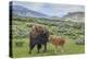 Bison and Calf (YNP)-Galloimages Online-Premier Image Canvas