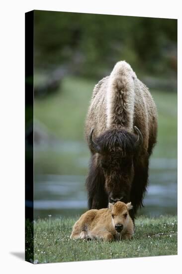 Bison and Calf-Lantern Press-Stretched Canvas