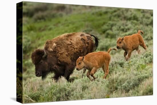 Bison and Calves Running-Lantern Press-Stretched Canvas