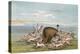 Bison and Coyotes-George Catlin-Stretched Canvas