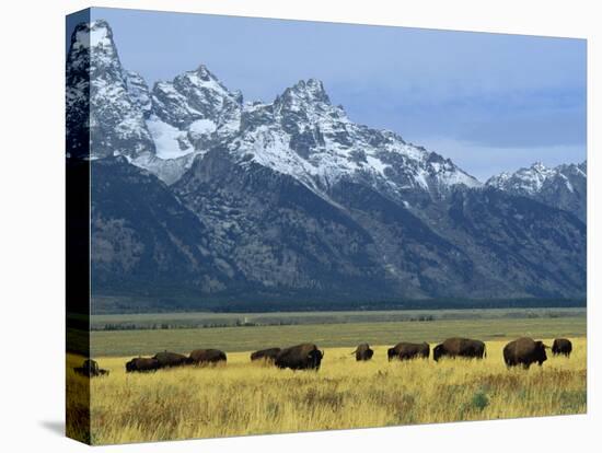 Bison and the Teton Range, Grand Teton National Park, Wyoming, USA-Jean Brooks-Premier Image Canvas