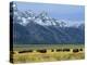 Bison and the Teton Range, Grand Teton National Park, Wyoming, USA-Jean Brooks-Premier Image Canvas