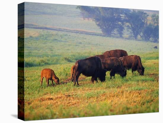 Bison at Neil Smith National Wildlife Refuge, Iowa, USA-Chuck Haney-Premier Image Canvas