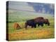 Bison at Neil Smith National Wildlife Refuge, Iowa, USA-Chuck Haney-Premier Image Canvas