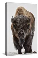 Bison (Bison Bison) Bull Covered with Frost in the Winter-James Hager-Premier Image Canvas