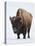 Bison (Bison Bison) Bull Covered with Frost in the Winter-James Hager-Premier Image Canvas