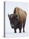 Bison (Bison Bison) Bull Covered with Frost in the Winter-James Hager-Premier Image Canvas