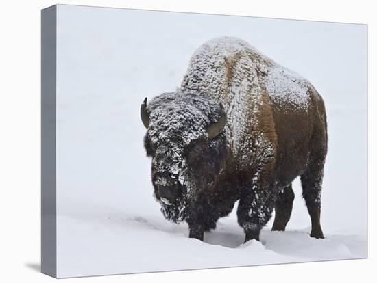 Bison (Bison Bison) Bull Covered with Snow in the Winter-James Hager-Premier Image Canvas