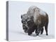 Bison (Bison Bison) Bull Covered with Snow in the Winter-James Hager-Premier Image Canvas