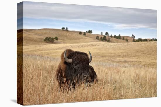 Bison (Bison Bison) Bull, Custer State Park, South Dakota, United States of America, North America-James Hager-Premier Image Canvas