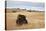 Bison (Bison Bison) Bull, Custer State Park, South Dakota, United States of America, North America-James Hager-Premier Image Canvas