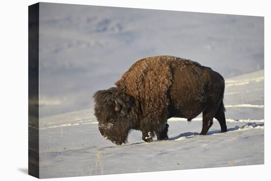 Bison (Bison Bison) Bull in the Snow-James Hager-Premier Image Canvas