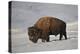 Bison (Bison Bison) Bull in the Snow-James Hager-Premier Image Canvas