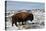 Bison (Bison Bison) Bull in the Winter-James Hager-Premier Image Canvas