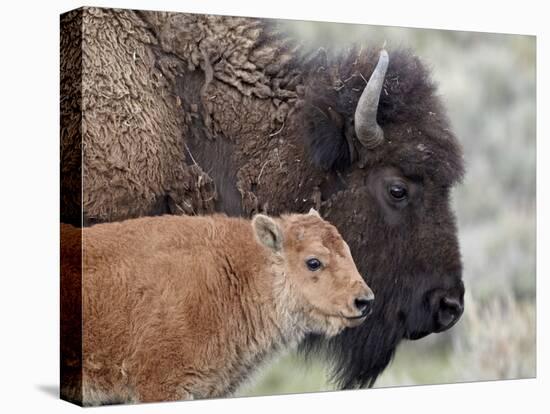 Bison (Bison Bison) Calf in Front of its Mother, Yellowstone National Park, Wyoming, USA-James Hager-Premier Image Canvas