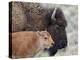 Bison (Bison Bison) Calf in Front of its Mother, Yellowstone National Park, Wyoming, USA-James Hager-Premier Image Canvas