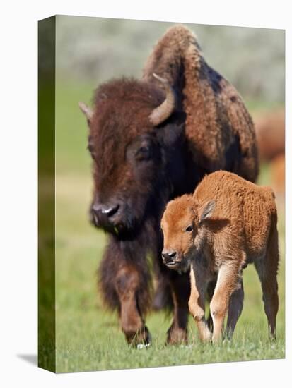 Bison (Bison bison) cow and calf in the spring, Yellowstone National Park, Wyoming-James Hager-Premier Image Canvas