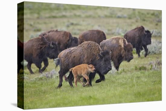 Bison (Bison Bison) Cow and Calf Running in the Rain, Yellowstone National Park, Wyoming, U.S.A.-James Hager-Premier Image Canvas