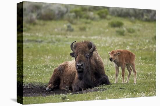 Bison (Bison Bison) Cow and Calf, Yellowstone National Park, Wyoming, United States of America-James Hager-Premier Image Canvas