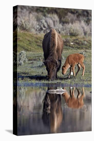 Bison (Bison Bison) Cow and Calf-James Hager-Premier Image Canvas
