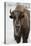 Bison (Bison Bison) Cow in the Winter-James Hager-Premier Image Canvas