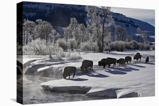 Bison (Bison Bison) Cows in the Snow with Frost-Covered Trees in the Winter-James Hager-Premier Image Canvas