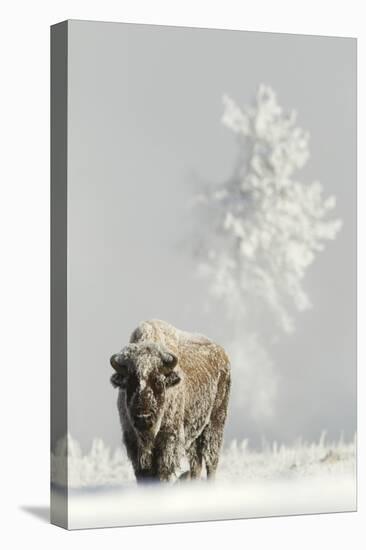 Bison (Bison bison) on frost covered ground, Yellowstone National Park, USA, February-Danny Green-Premier Image Canvas