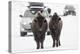 Bison (Bison Bison) Pair Standing on Road in Winter, Yellowstone National Park, Wyoming, USA, March-Peter Cairns-Premier Image Canvas