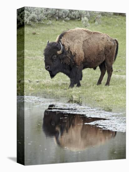 Bison (Bison Bison) Reflected in a Pond, Yellowstone National Park, UNESCO World Heritage Site, Wyo-James Hager-Premier Image Canvas