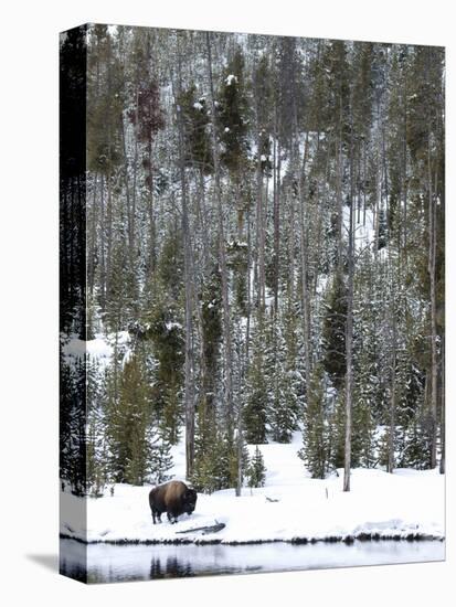 Bison (Bison Bison) Standing on Snowy Riverbank, Yellowstone National Park, UNESCO World Heritage S-Kimberly Walker-Premier Image Canvas