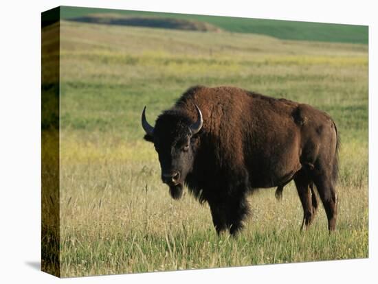 Bison (Bison Bison), Theodore Roosevelt National Park, North Dakota-James Hager-Premier Image Canvas