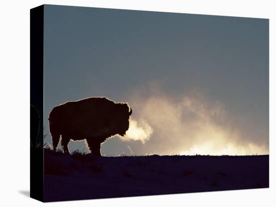 Bison (Bison Bison), Yellowstone National Park, Wyoming, United States of America, North America-Colin Brynn-Premier Image Canvas