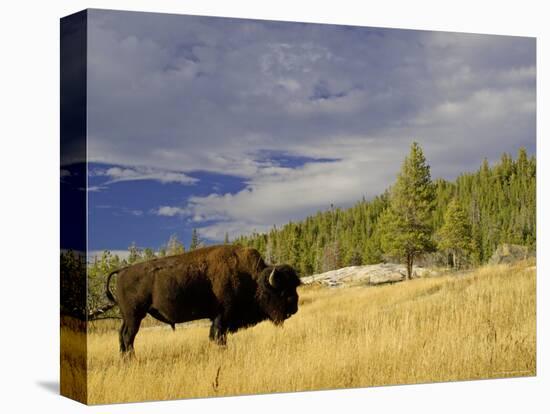 Bison (Bison Bison) Yellowstone National Park, Wyoming, USA-Rolf Nussbaumer-Premier Image Canvas