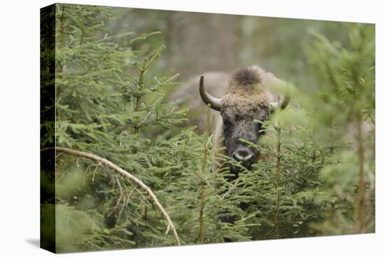 Bison, Bison Bonasus, Wood, Frontal, Standing, Looking at Camera-David & Micha Sheldon-Premier Image Canvas