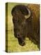 Bison Bull at the National Bison Range, Montana, USA-Chuck Haney-Premier Image Canvas