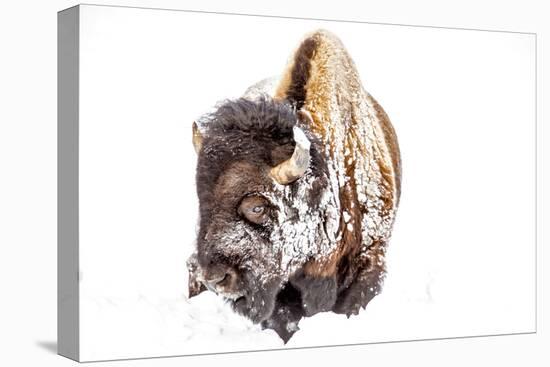 Bison Bull Foraging in Deep Snow in Yellowstone NP, WYoming, Usa-Chuck Haney-Premier Image Canvas